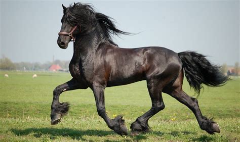 Hollanda atı